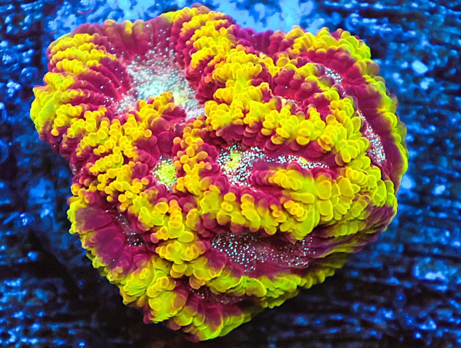 SDC Favia Colonel Mustard