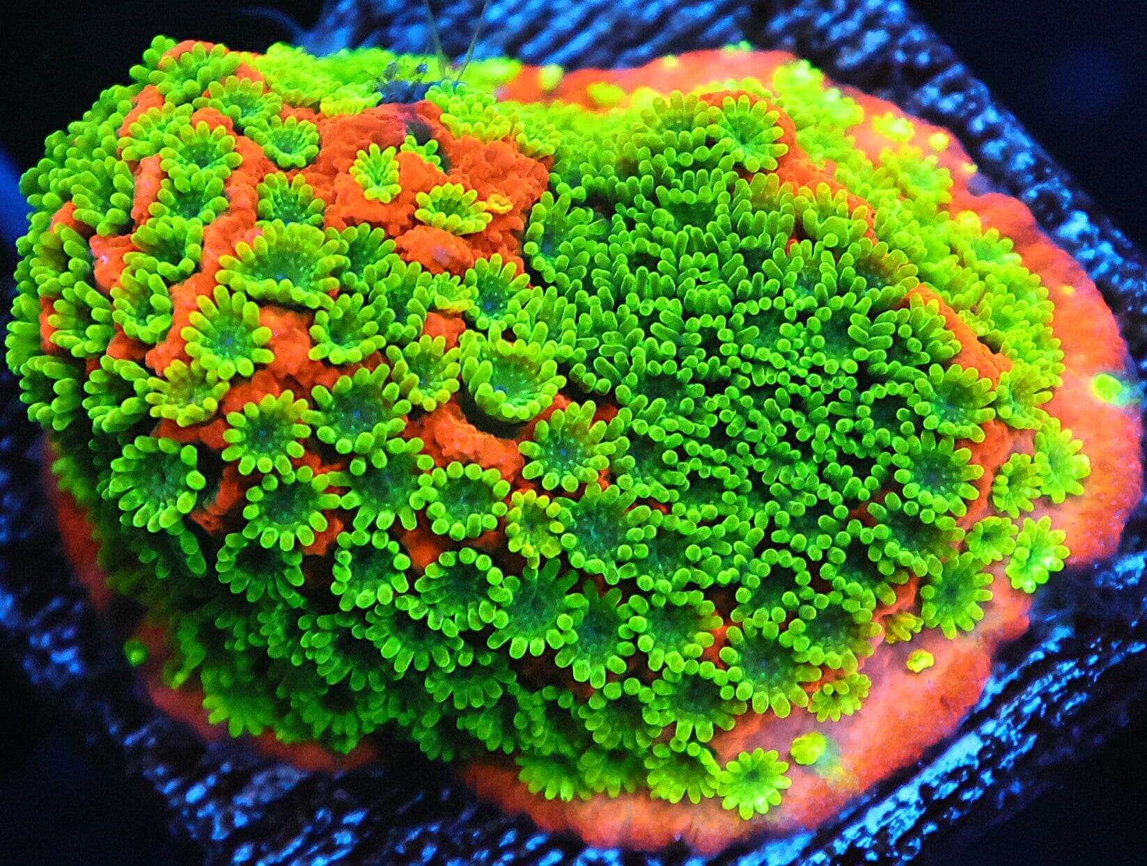 SDC Monti: Sunset Cult