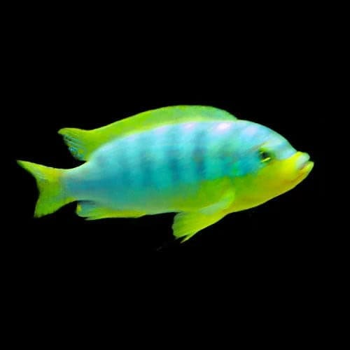 21:Cichlid Ice Blue