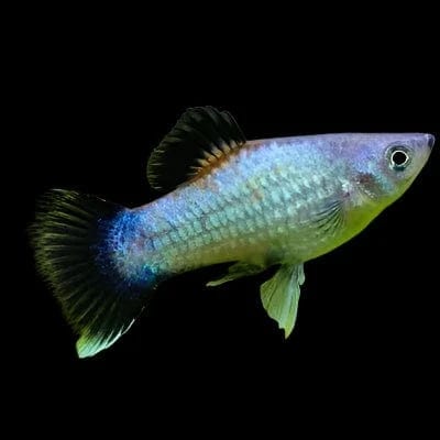 41:Platy Blue Wag