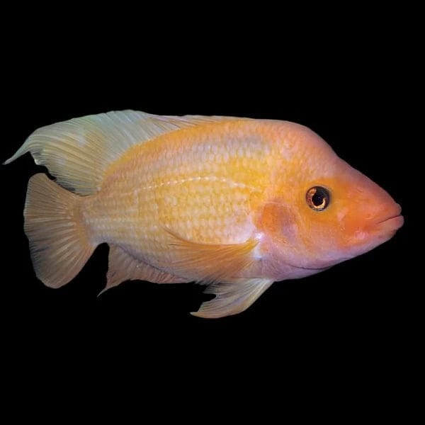 22:Cichlid Red Devil