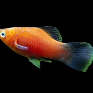 41:Platy Red Wag
