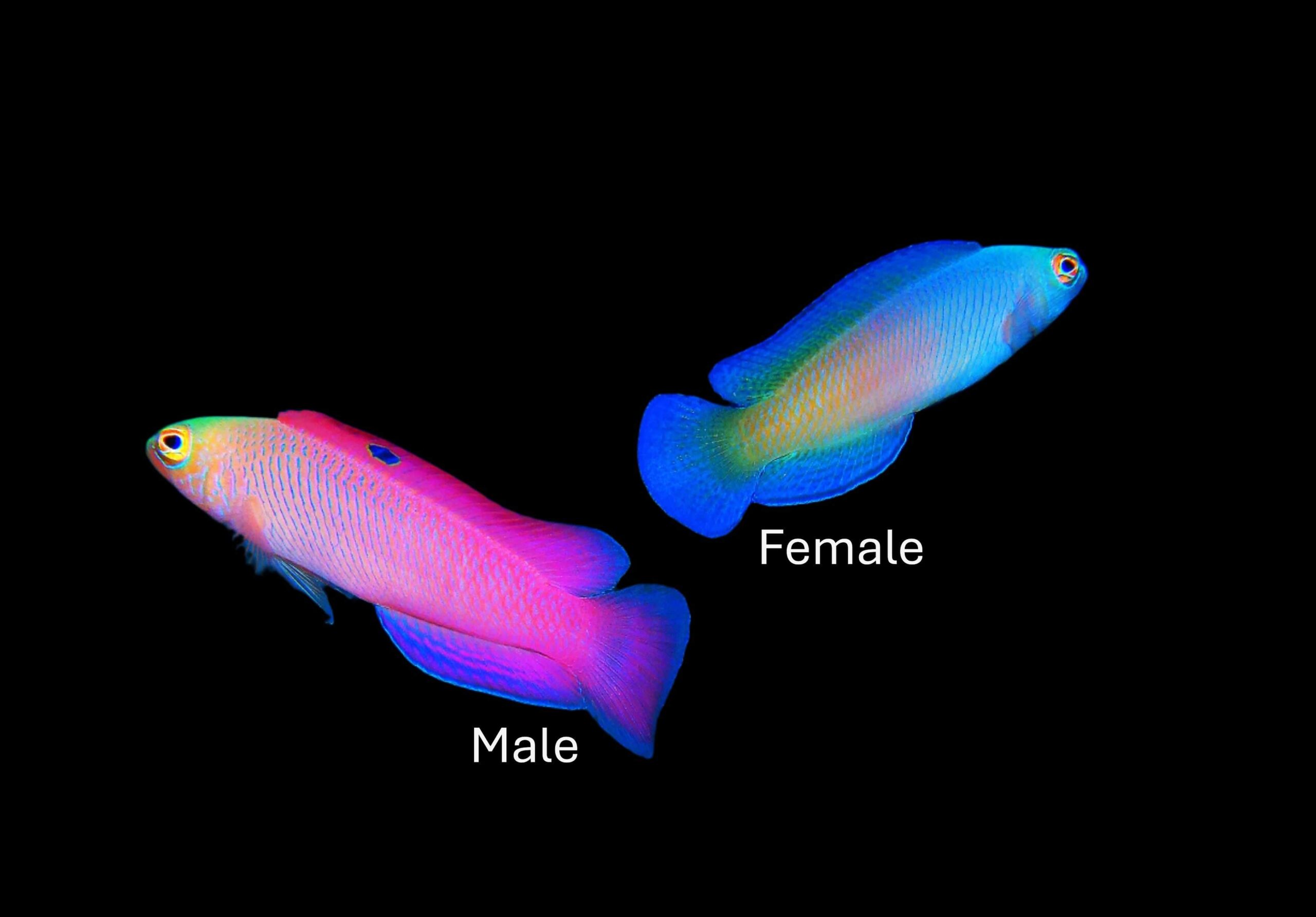 Pseudo: McCullochi; Pair; Aus.