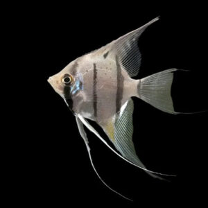 12:Angelfish Peruvian Wild