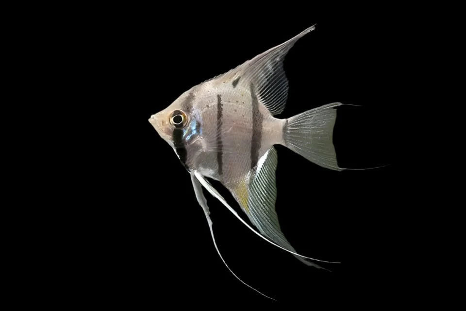 12:Angelfish Peruvian Wild