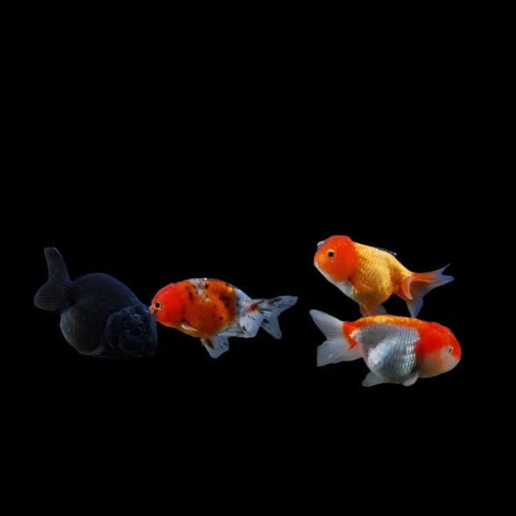 31:Goldfish Lionhead