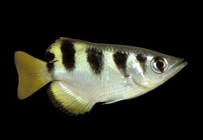 14:Archerfish Banded
