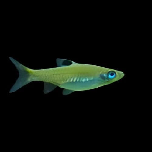 19:Rasbora Emerald Eye