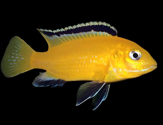 21:Cichlid Electric Yellow