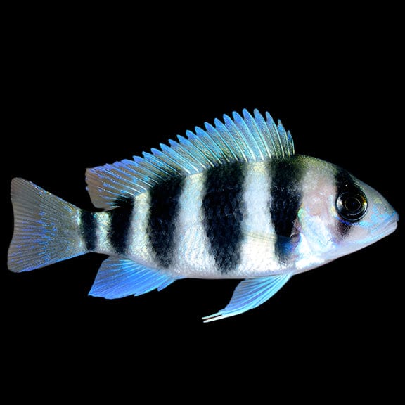 21:Cichlid Frontosa