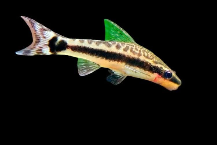 45:Otocinclus Algae Eater