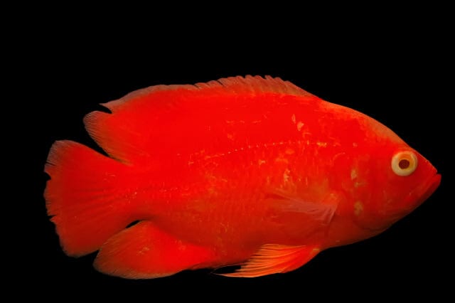 22:Cichlid Oscar Chili