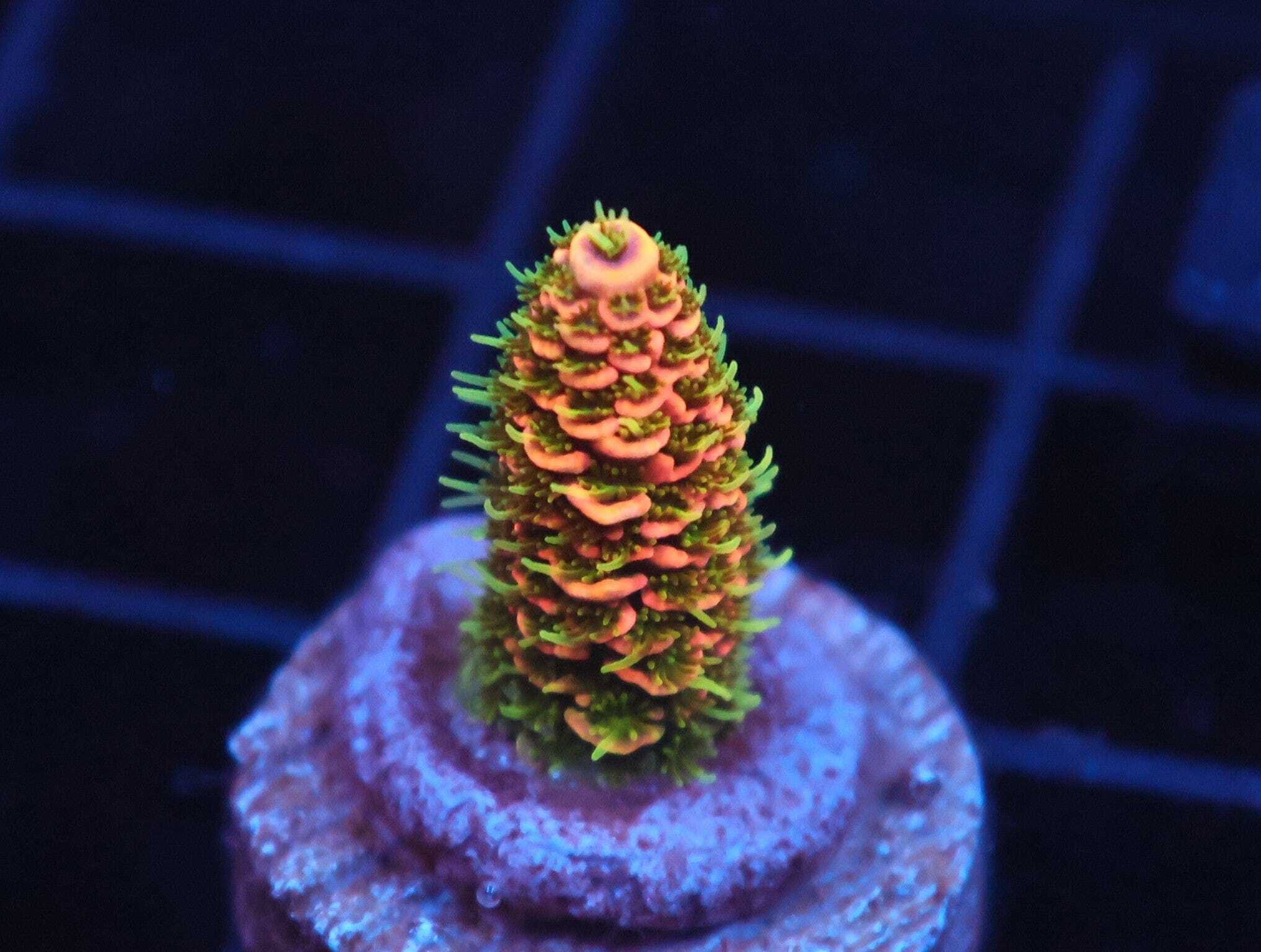 SDC Acro Tasmanian Devil