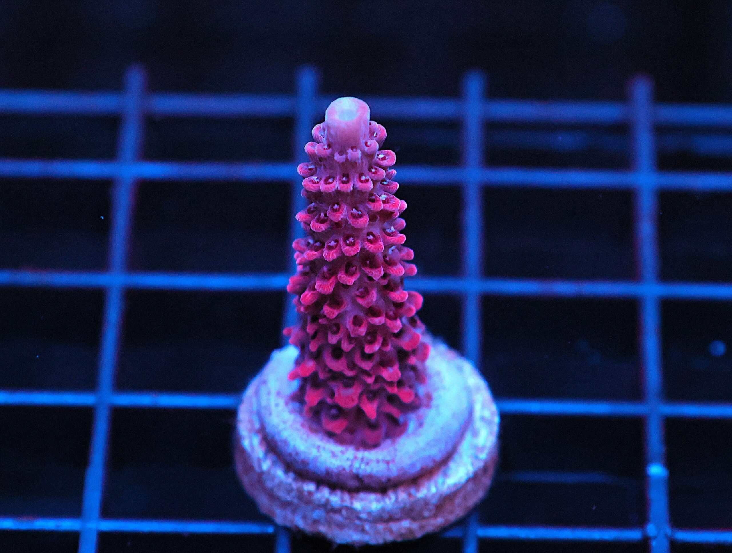 SDC Acro Hellraiser Staghorn