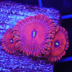 SDC Polyp Red People Eater