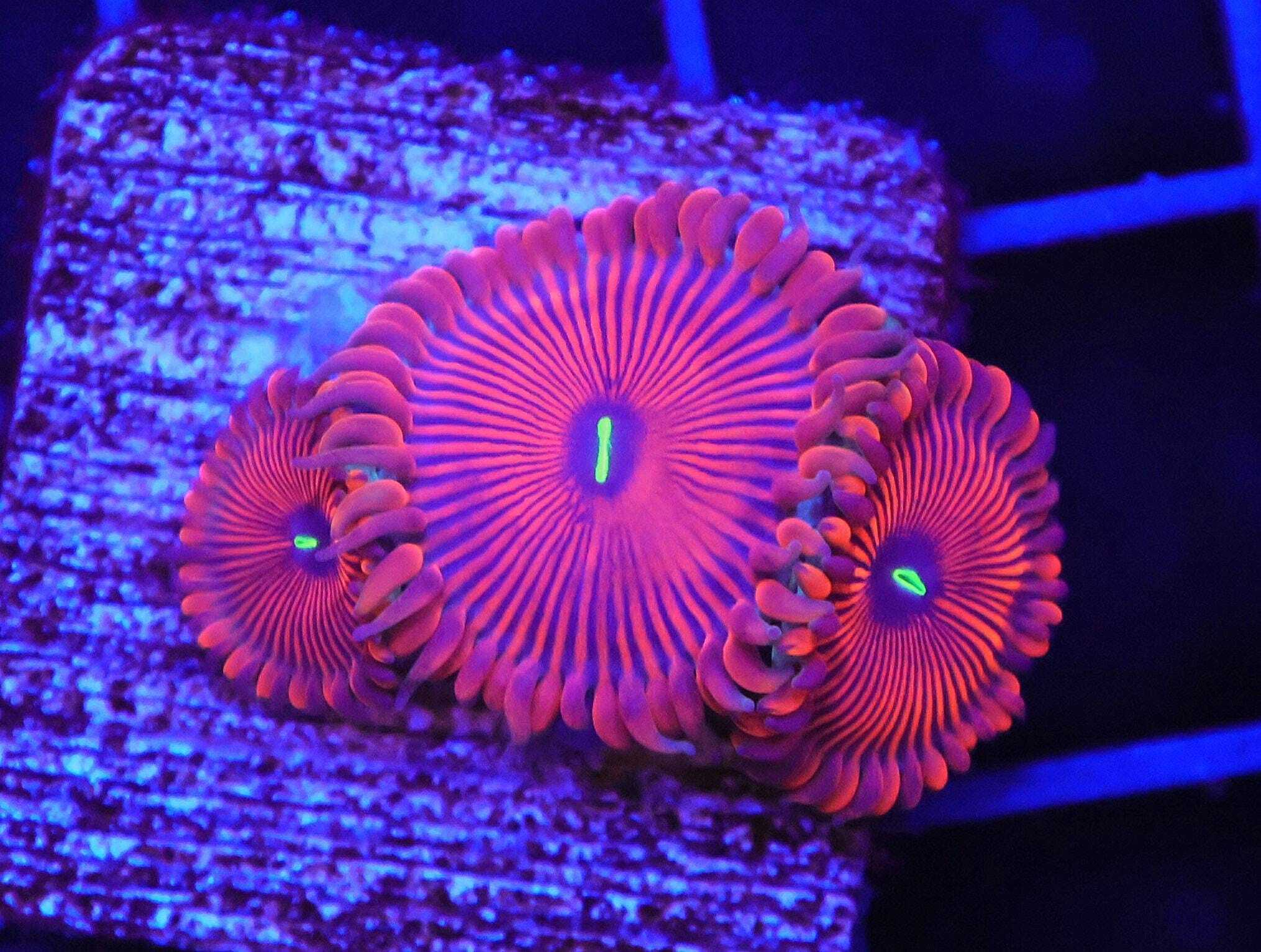 SDC Polyp Red People Eater