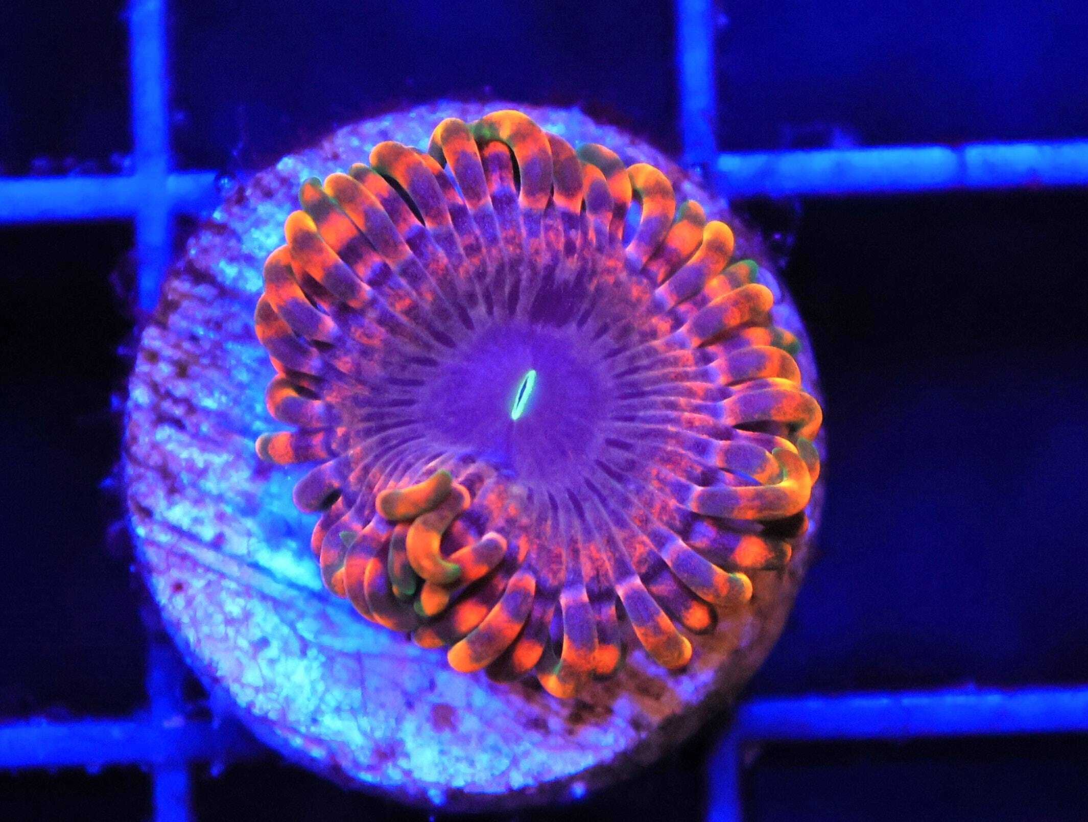 SDC Polyp Fairy Fart Zoa Cult