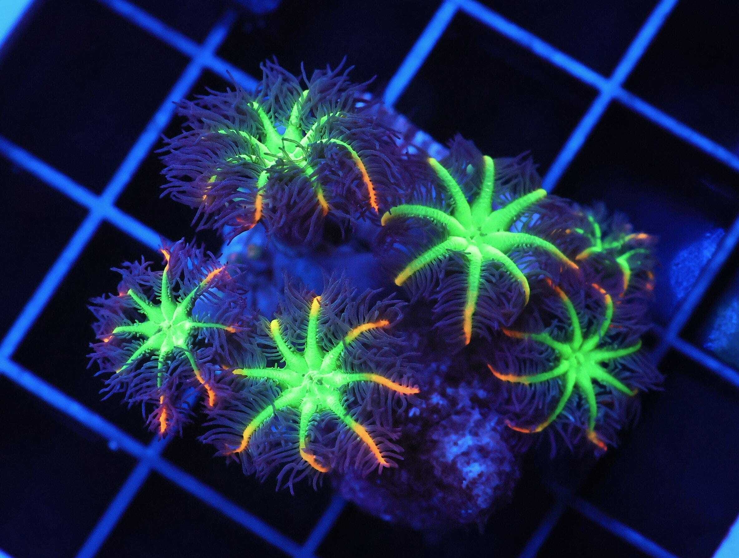 SDC Polyp: Fireworks Glove Clt