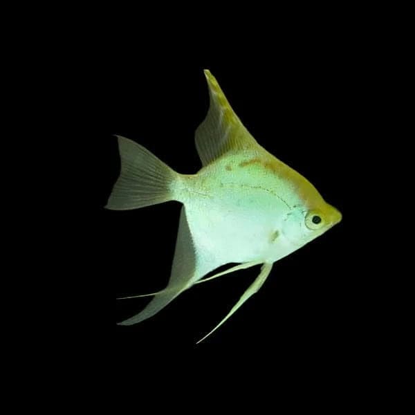 12:Angelfish Gold