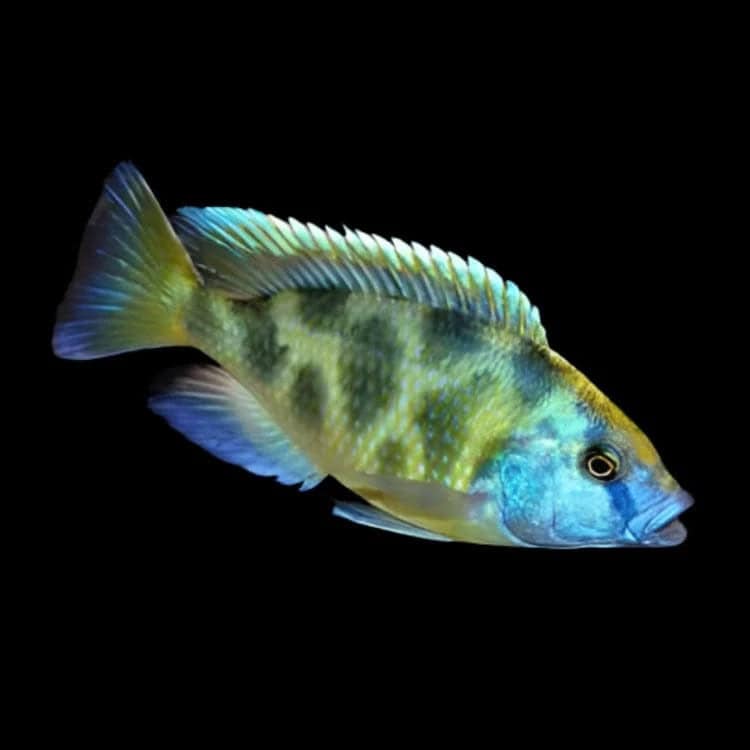 21:Cichlid Venustus