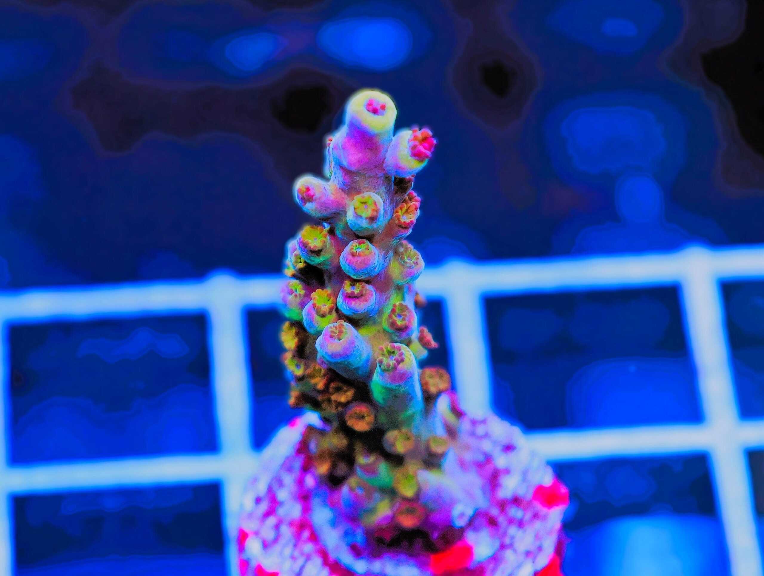 SDC Acro: RR Aussie Gold Cult