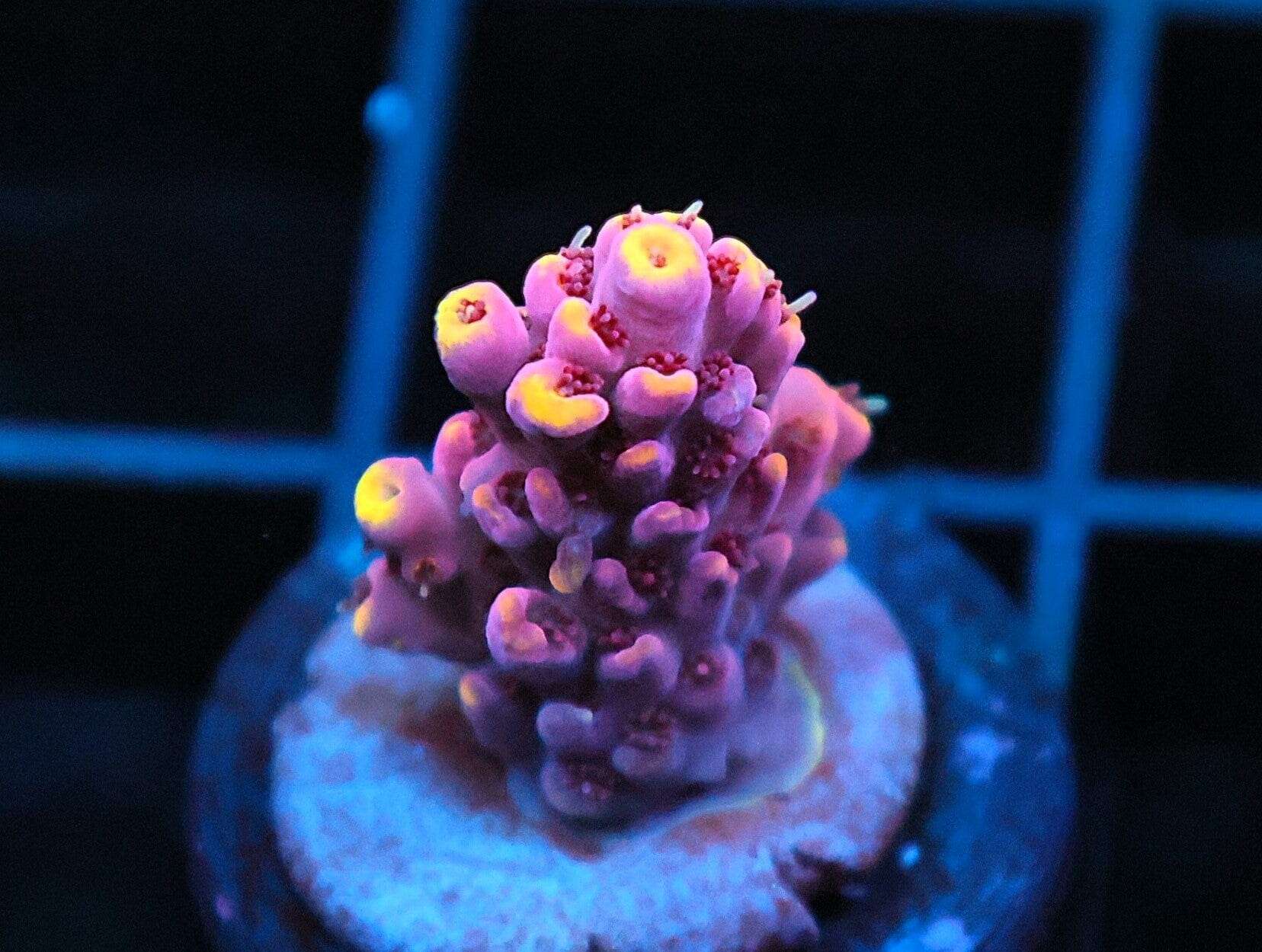 SDC Acro Deadly Nightshade