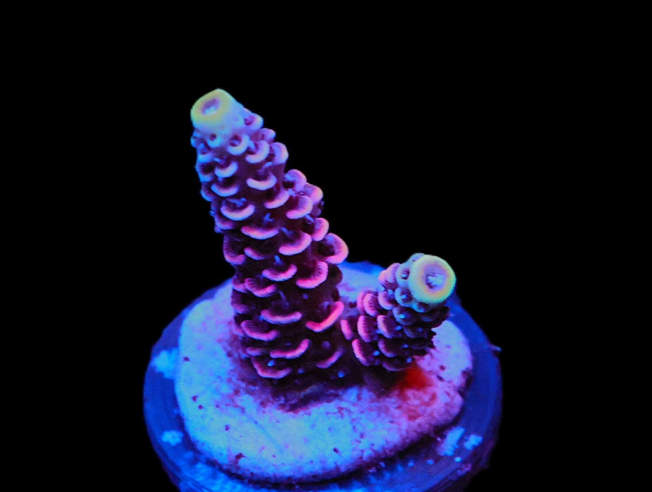 SDC Acro Deep Space 9 Cult