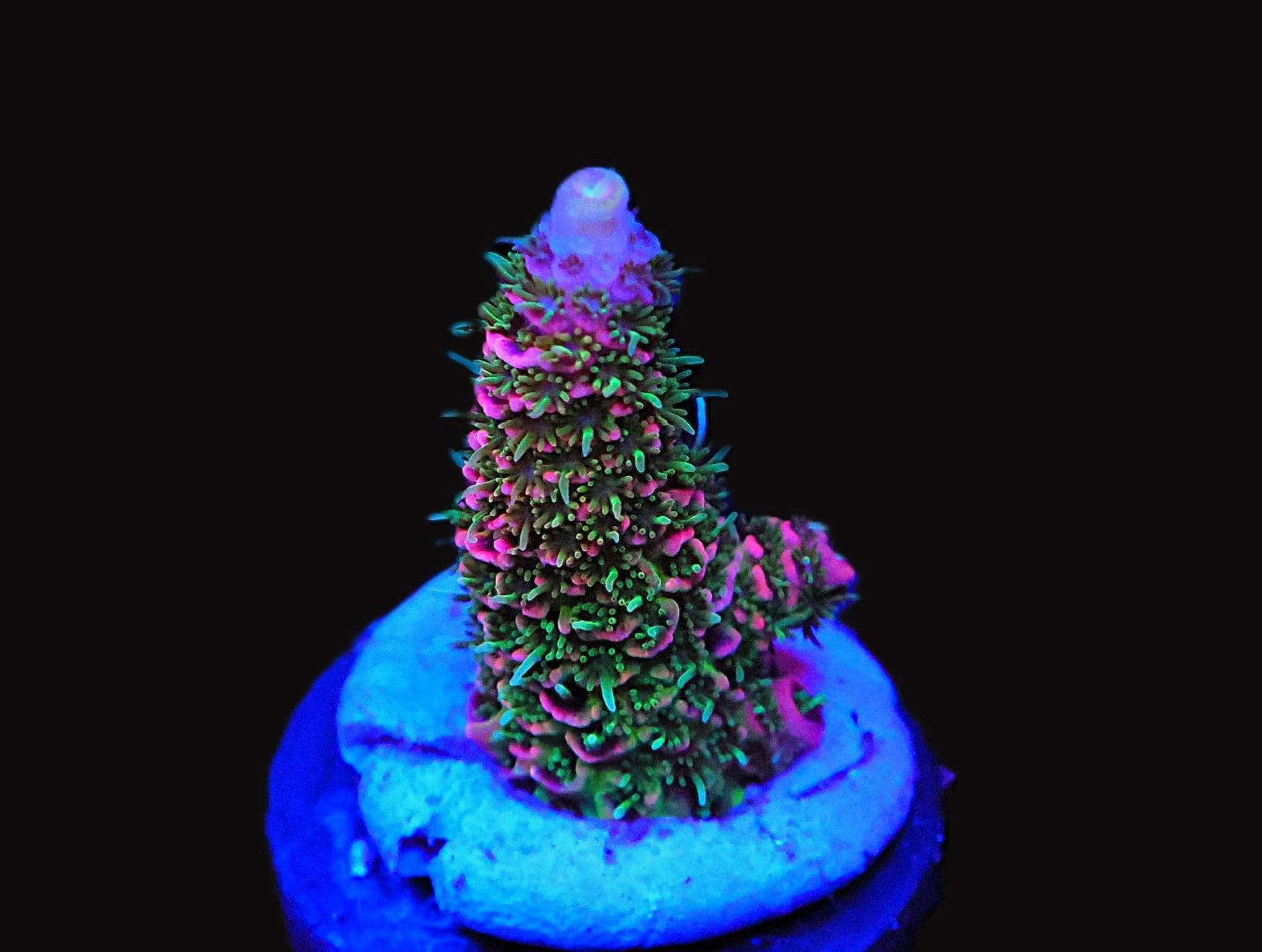 SDC Acro Fizzy Foo Cult