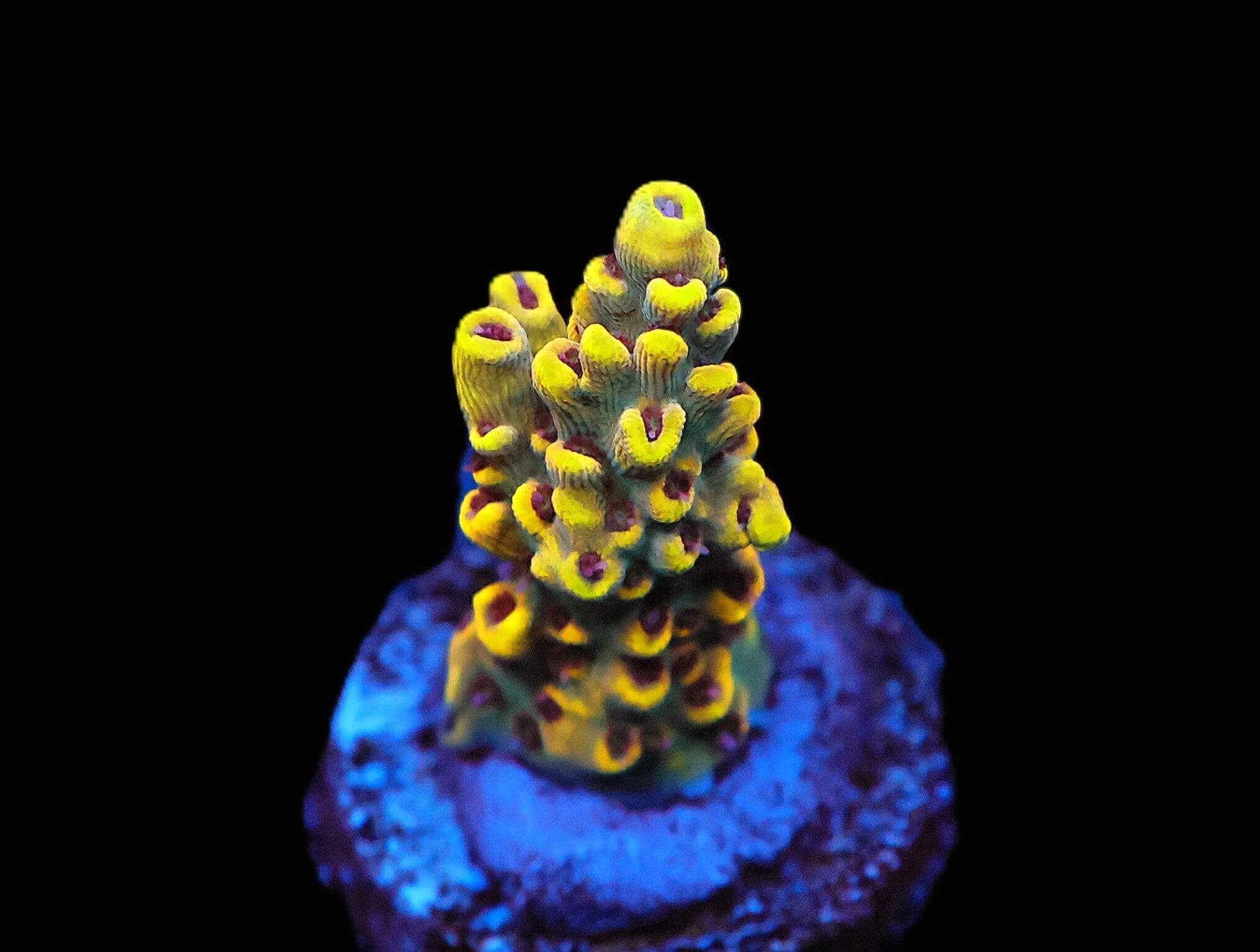 SDC Acro: WWC After Party Acro