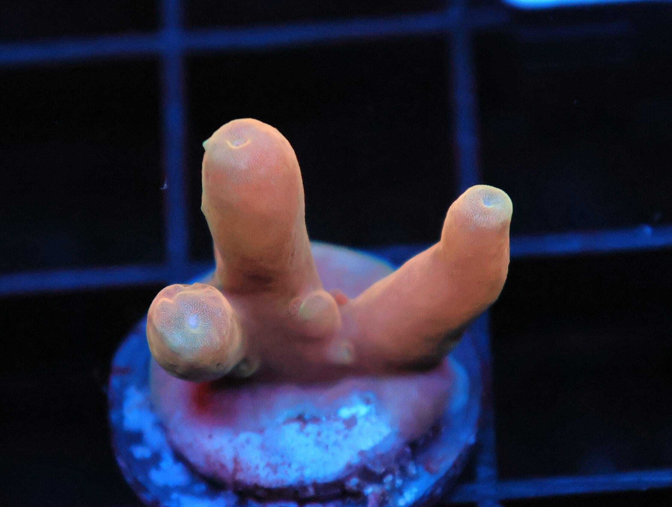 SDC Acro: Badlands Cult