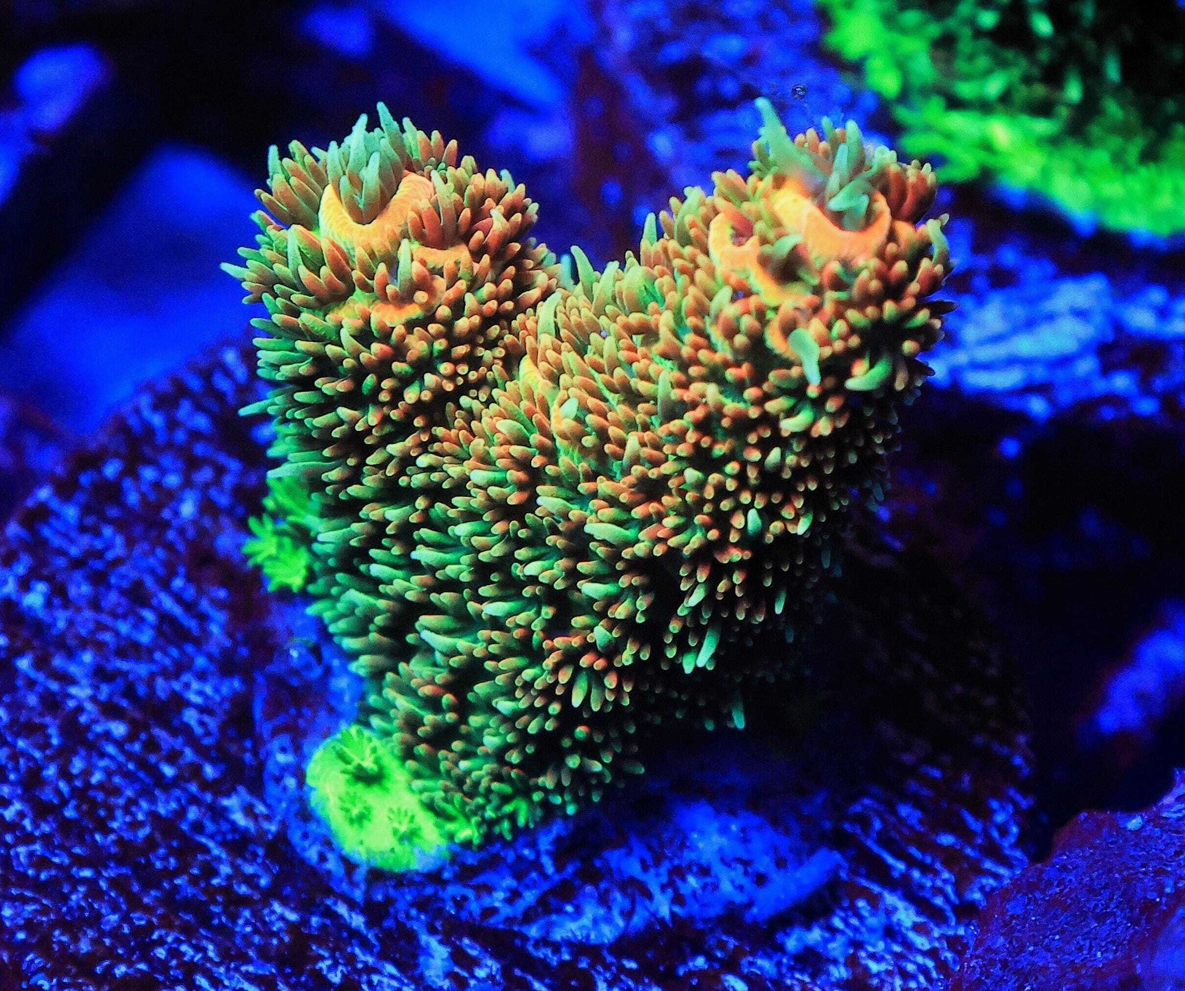 SDC Acro: Solar Flare Mille Cul