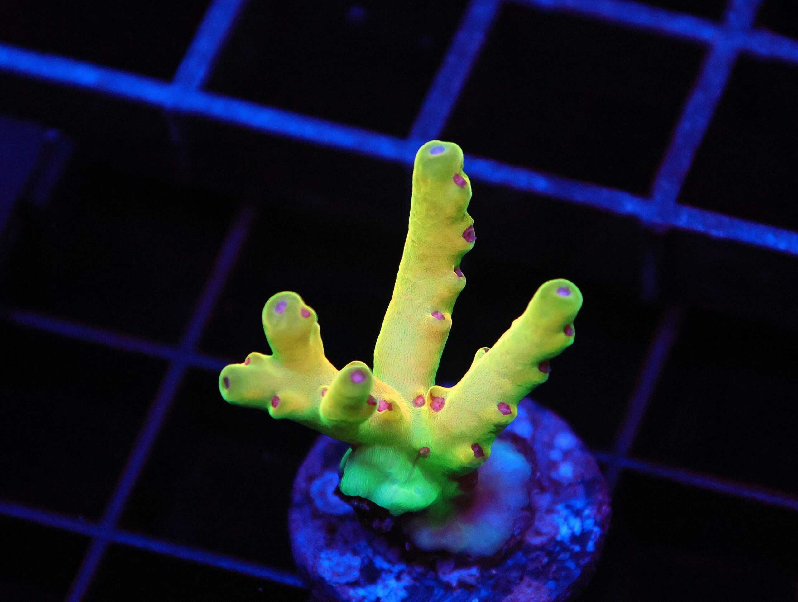 SDC Acro: Sun Devil Cult