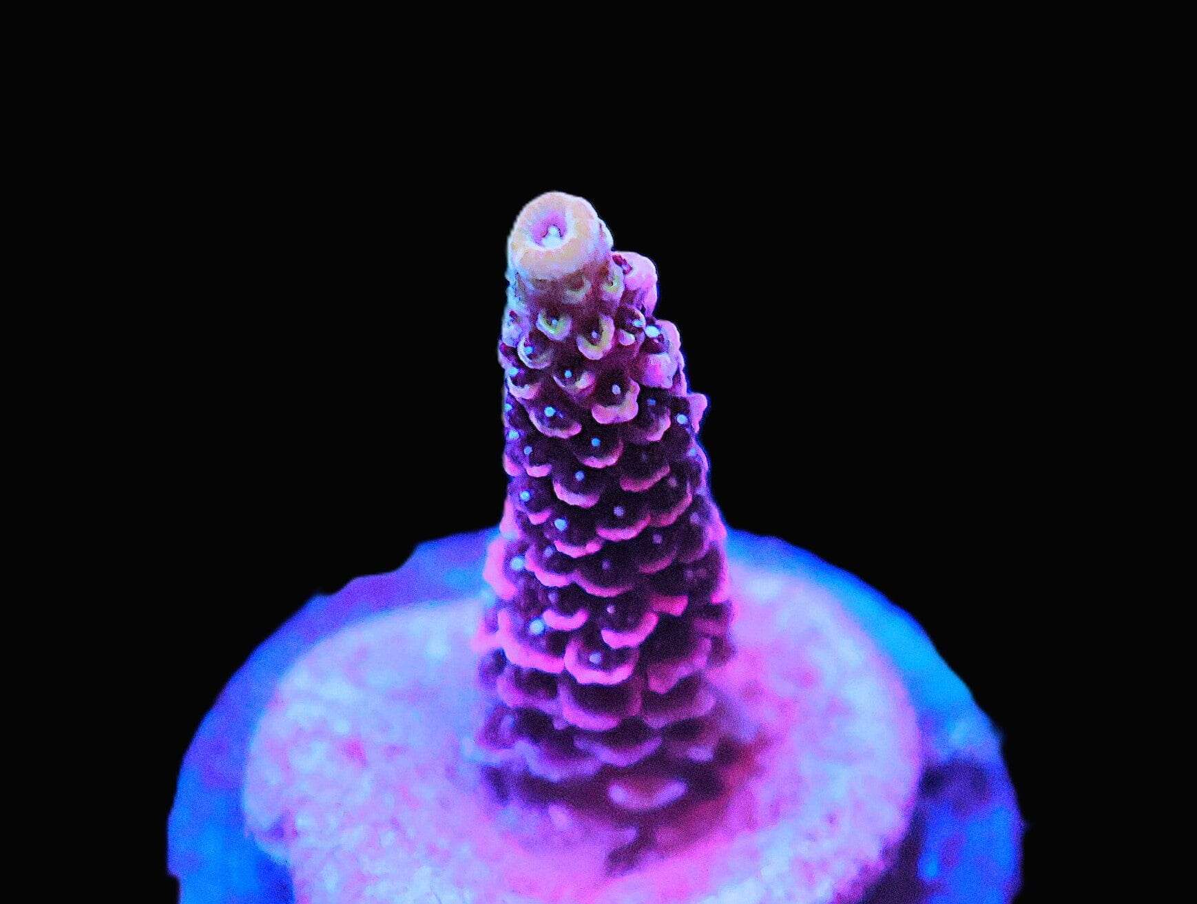 SDC Acro Twilight Zone Cult