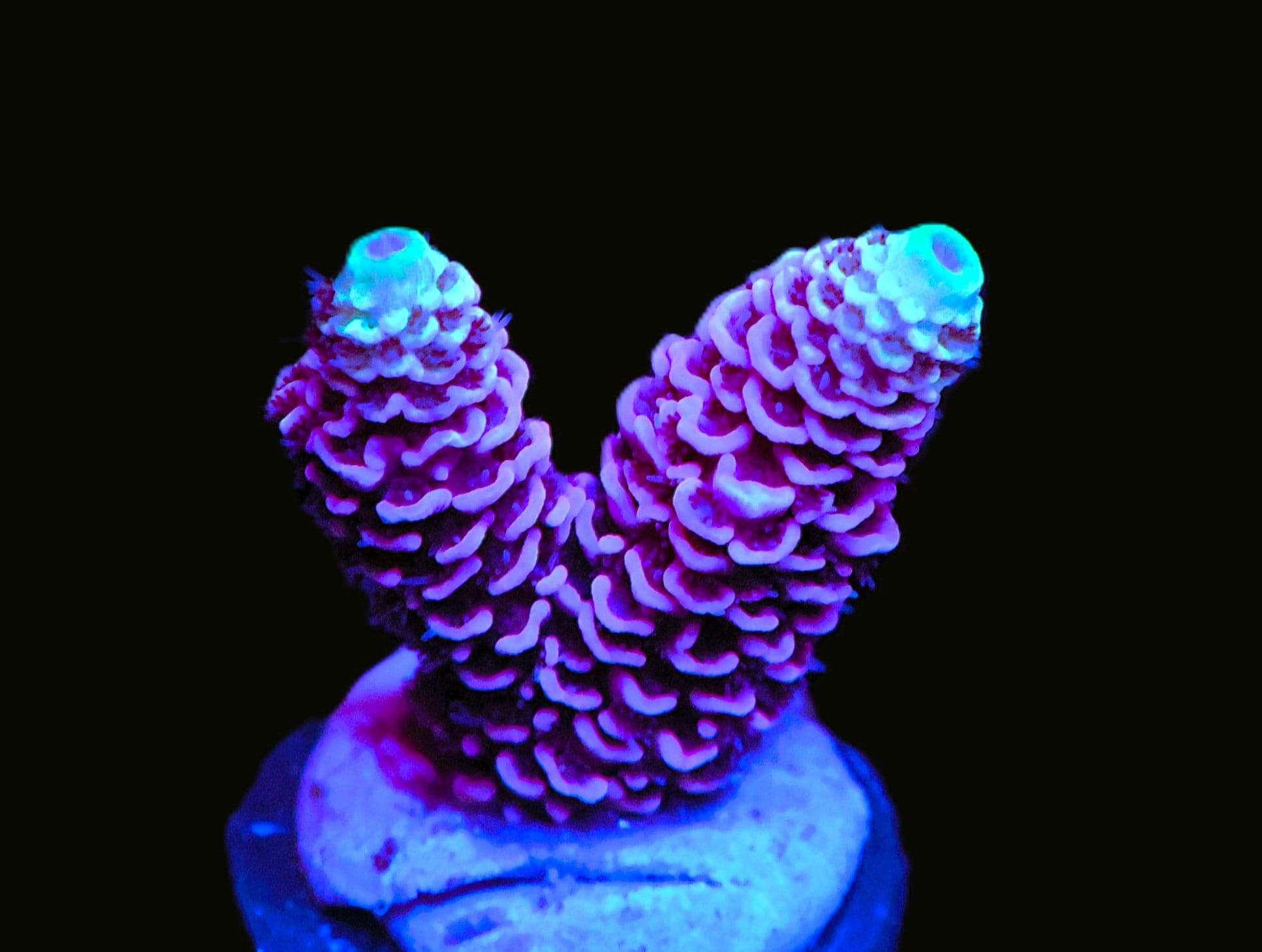 SDC Acropora: Violet Tiger Clt