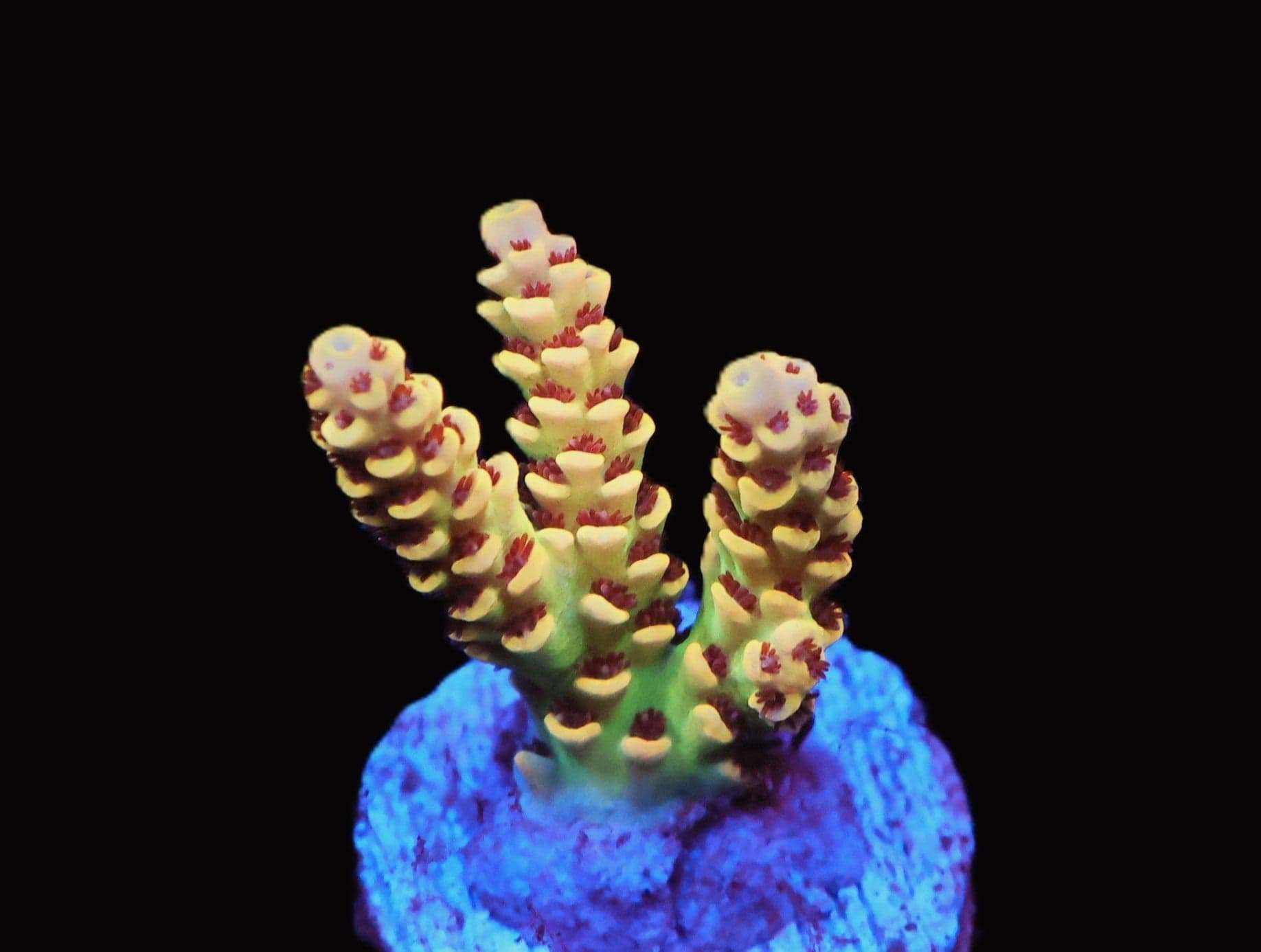 SDC Acro Yellowjacket Cult