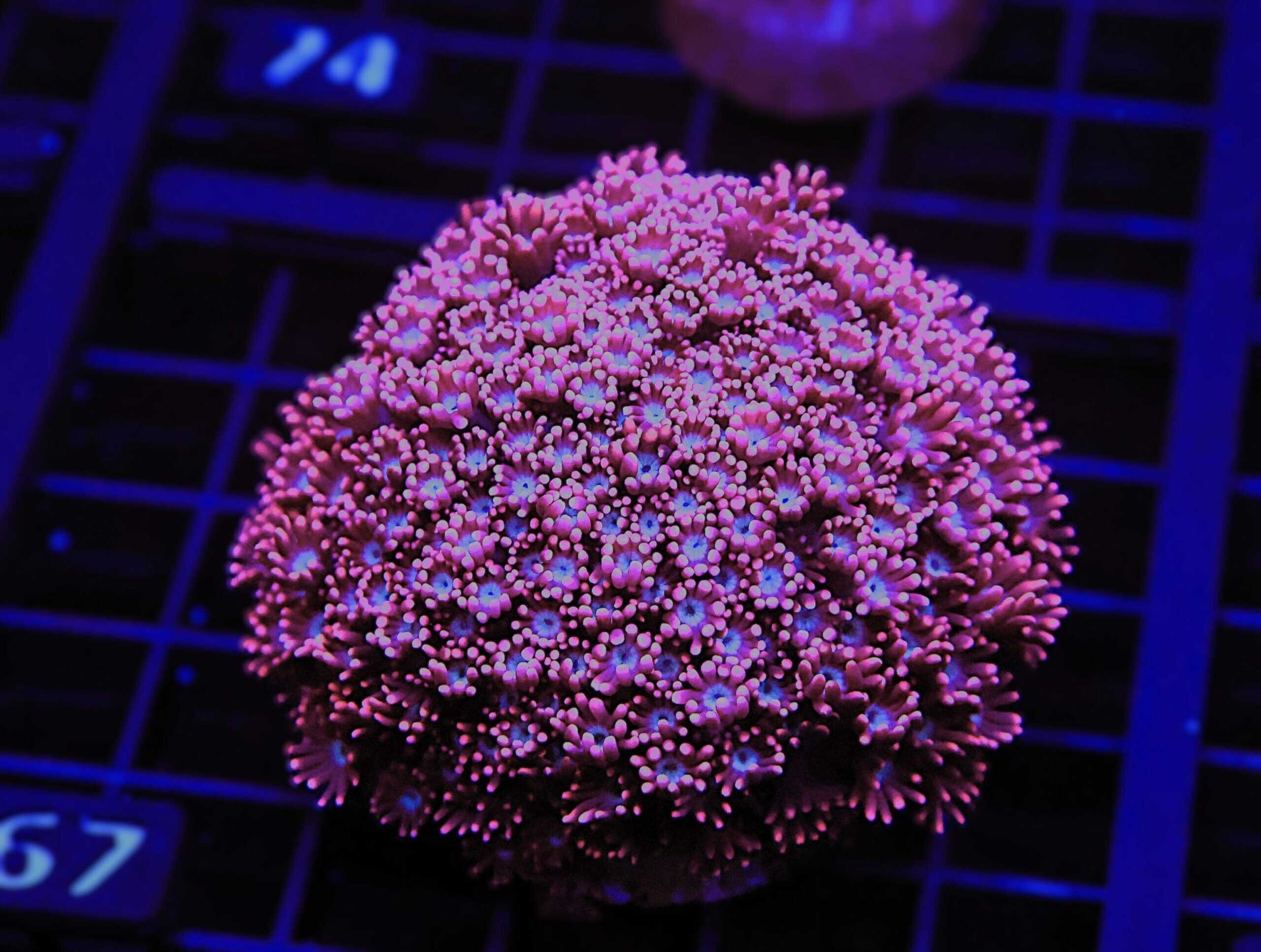 SDC Alveopora; Red Velvet Cult