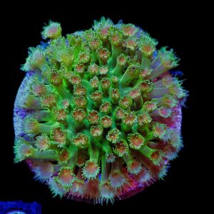 SDC Goni: Cloud Forest Micro