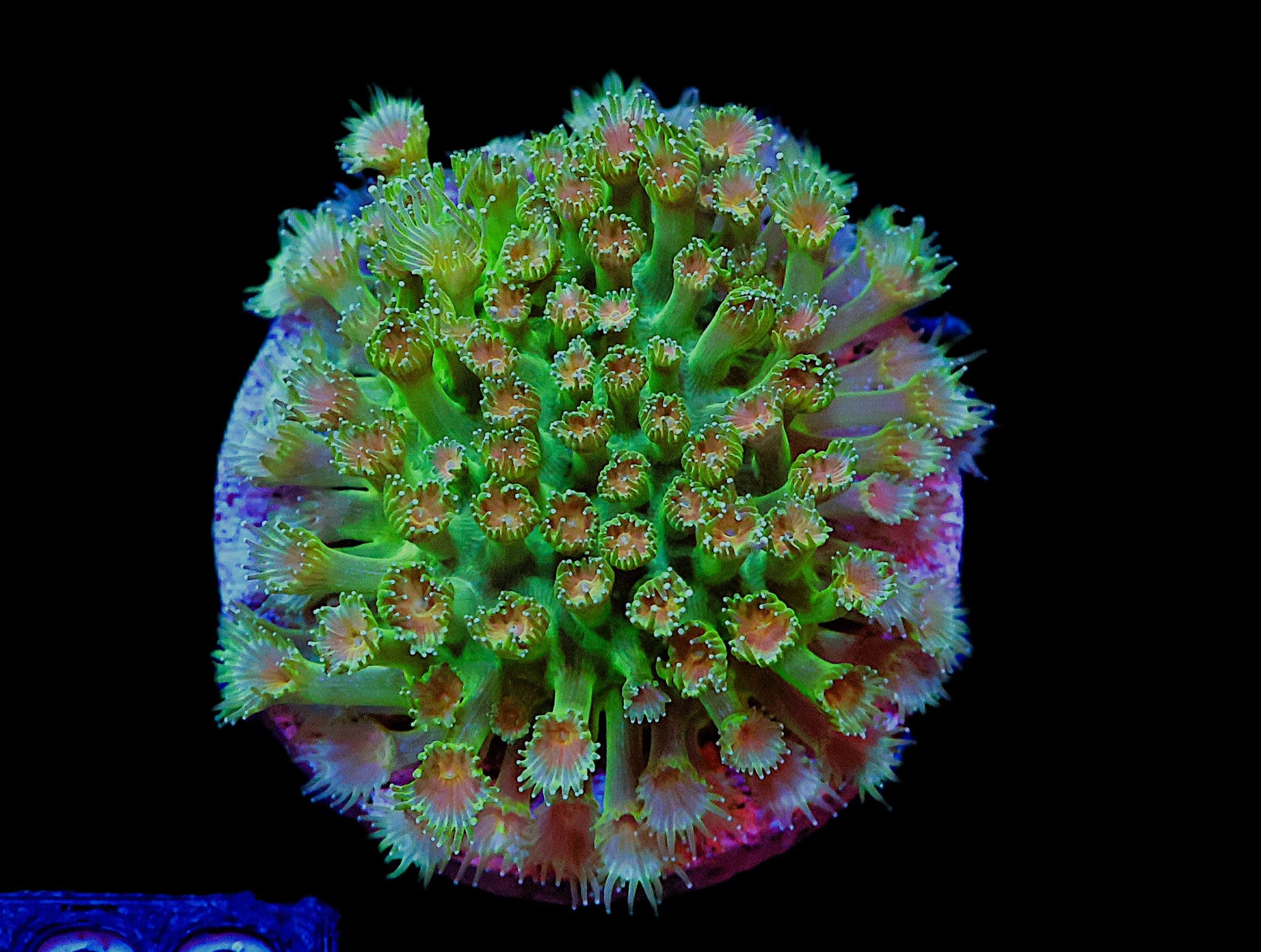 SDC Goni: Cloud Forest Micro