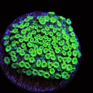 SDC Goni: Zen Garden Micro