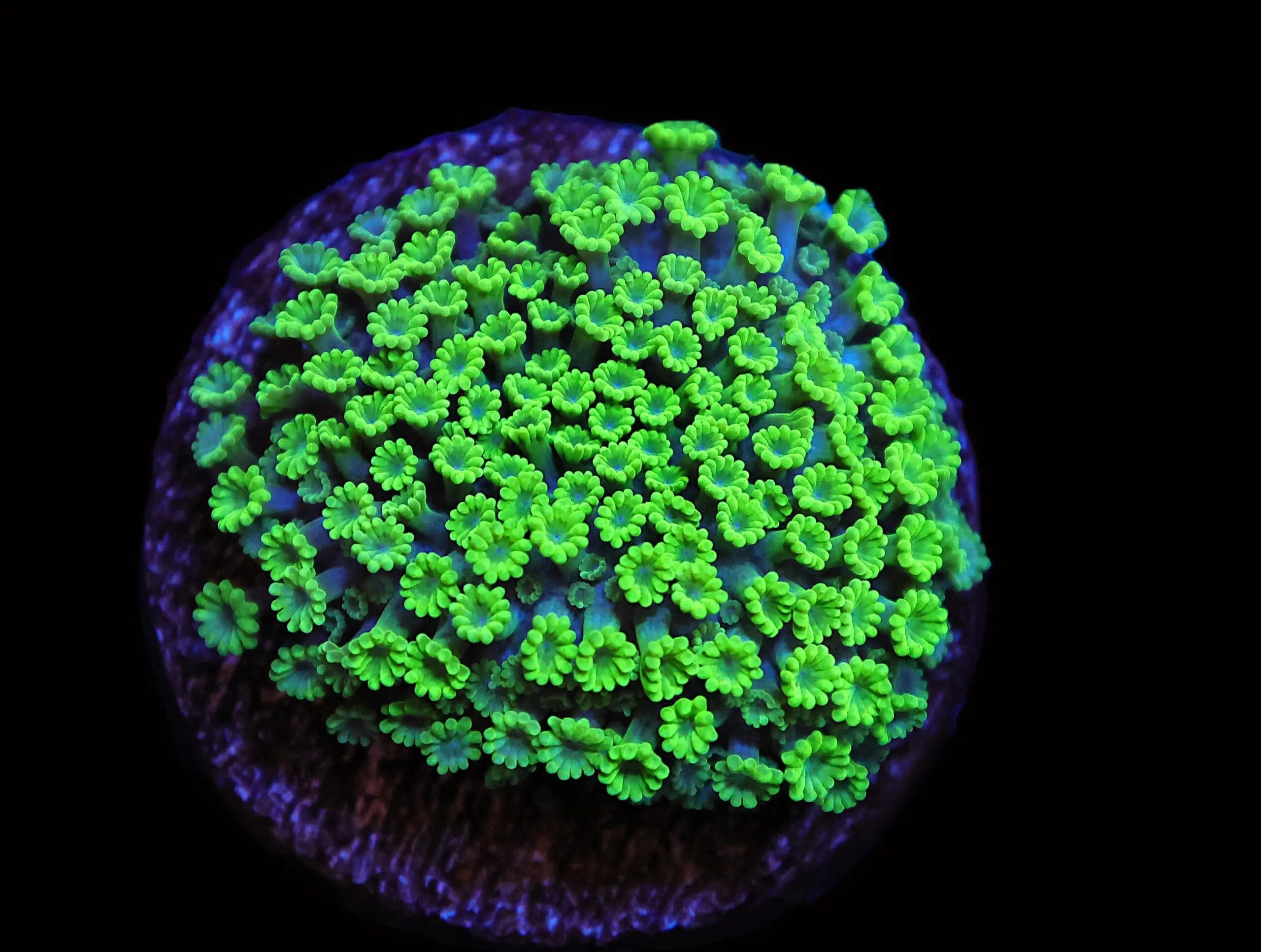 SDC Goni: Zen Garden Micro