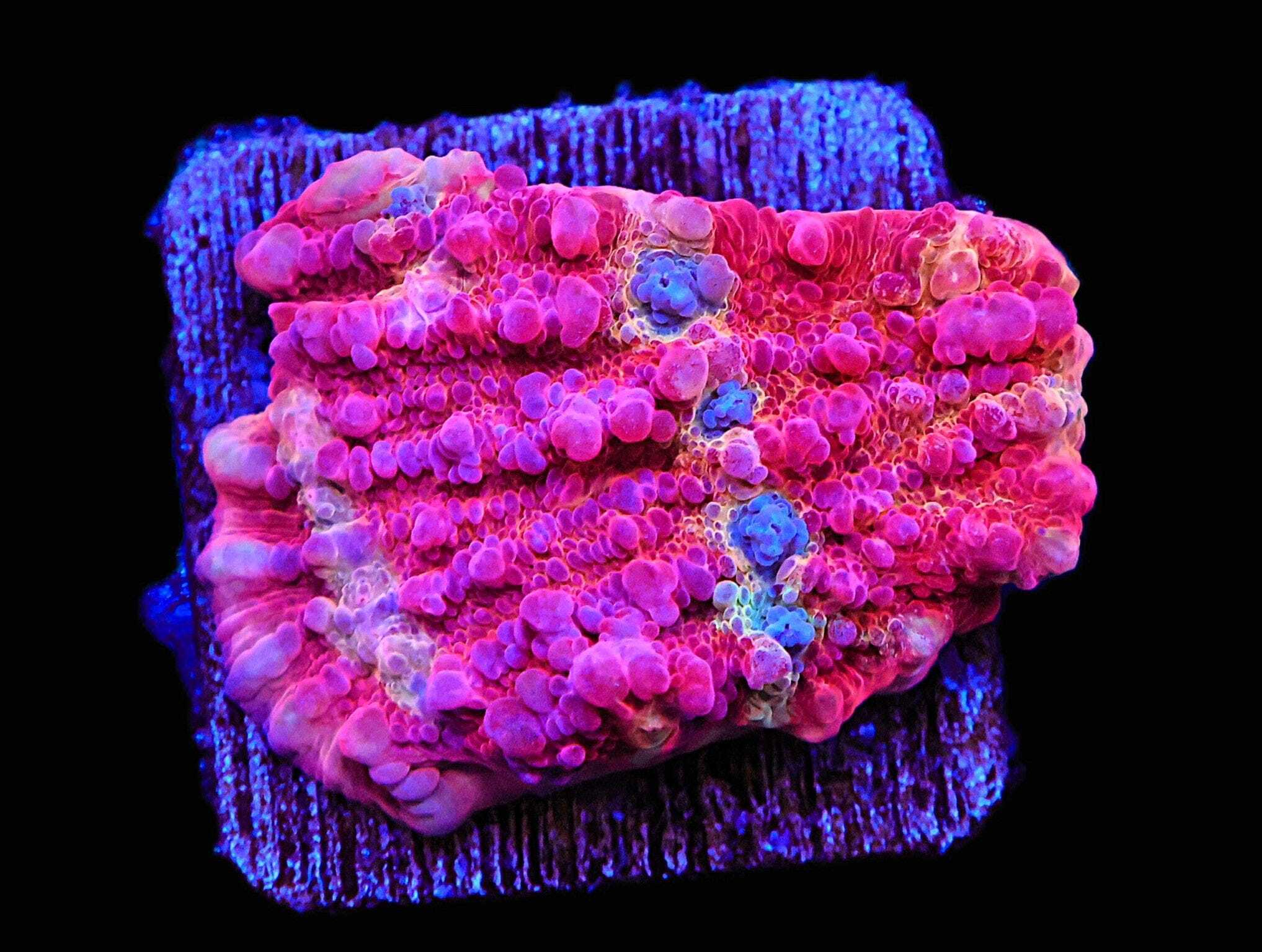 SDC Chalice Love Potion