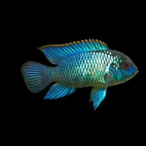 22:Cichlid Acara Electric Blue