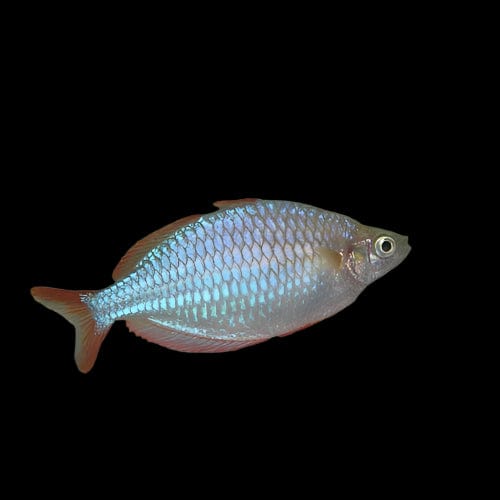 43:Rainbowfish Neon Dwarf Praecox