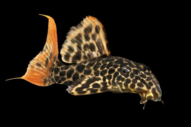 42:Pleco L-114 Leopard Cactus