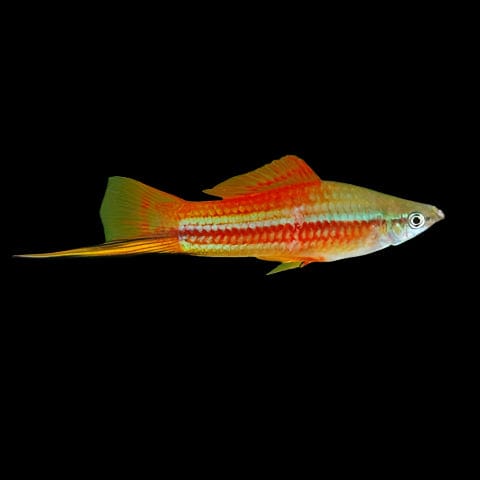 47:Swordtail Pineapple