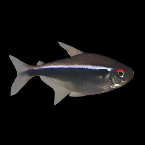 48:Tetra Black Neon