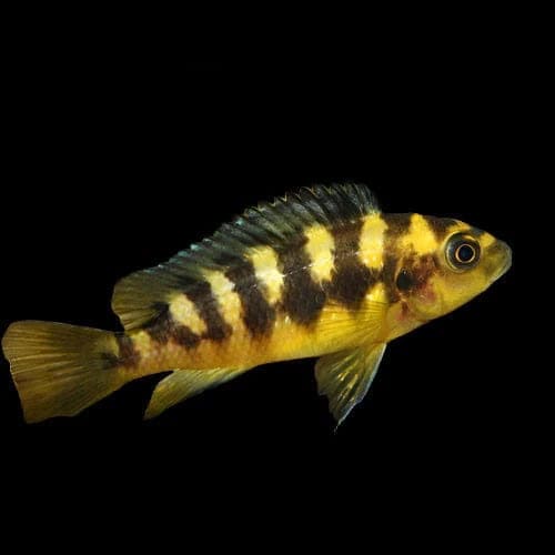 21:Cichlid Bumblebee