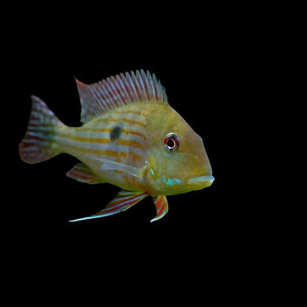 22:Cichlid Geo. Surinamensis