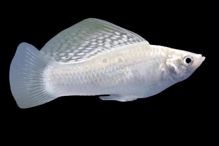 33:Molly Platinum Sailfin