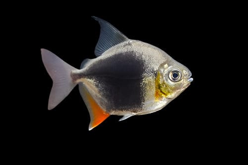 45:Silver Dollar Blueberry